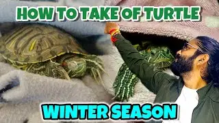 How to take care of turtle in winter season | Thandi main apne turtle ko kaise rakkhe#vlog