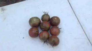 Paul Robeson European Heirloom Tomatoes Small