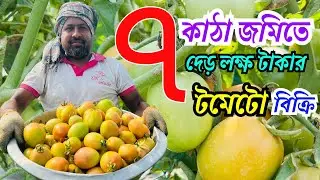 মাত্র ৭ কাটা জমিতে দেড় লক্ষ টাকার টমেটো বিক্রি  পাবনার কৃষক রনি ভাই আজব এক পদত্তিতে টমেটো   চাষ 