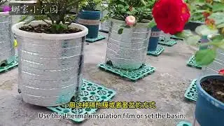 月季夏天养护大全（水肥管理、要不要拉遮阳棚、根部隔热措施等）Complete Guide to Summer Care of Rose