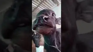 #labrador #subscribe #pets #freefire #freefirelovers #shorts #shortvideo