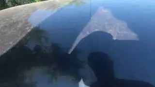 тойота матрикс,прикол.