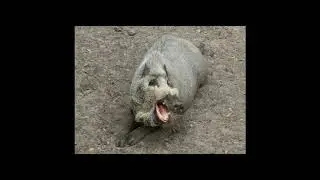 [Wikipedia] Palawan bearded pig