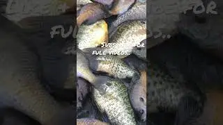 How to catch she&rsquo;ll crackers/ Bluegills #bluegillfishing #shellcrackers