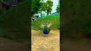 Pavo real