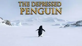 Why This Depressed Penguin Headed For The Mountains | Documentary