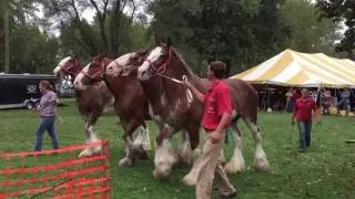 4 Draft Horses Abreast on Halter