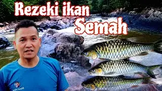 Mencari Ikan semah di hulu Sungai Belaga.