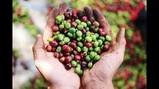 COFFEE PICKING  IN VIETNAM!