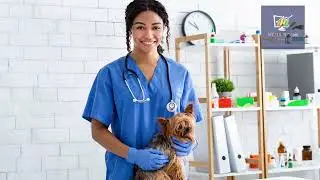 The Third Most Effective Way to Rank Your Vet Clinic on Page 1 of Google