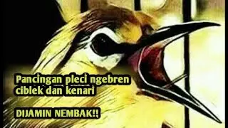 PANCINGAN PLECI AGAR NGEBREN CIBLEK DAN KENARI ( SEPUTAR HOBBY )
