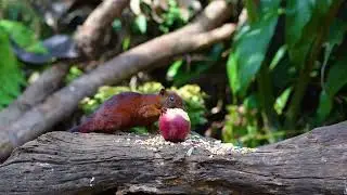 Dancing Birds and Squirrels Enjoy Party 😻🐦Cat TV for Cats to Watch 🐿️ 4 Hours of Relaxing Nature 4K