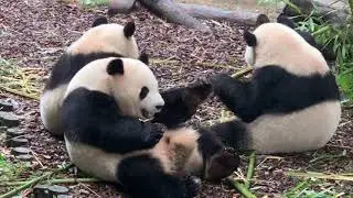Animal Life in the Wild vs  Animal Life in Captivity
