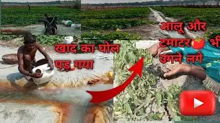 खाद का घोल पड़ गया आलू  भी उगने लगी #farming vlogs