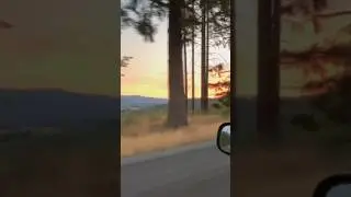 Elk sighting after making some YouTube videos🔥