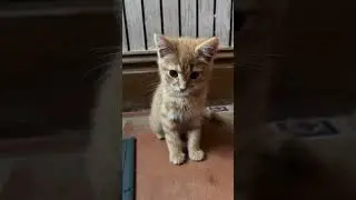 cute cat watching trend ai cat videos  #fail #fails #memes #edit #entertainmentvibes #memesdaily