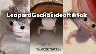 Leopard Gecko Cute tiktok Compilation