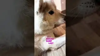 Just.. Husky short 😂 #husky #huskylife #siberianhusky