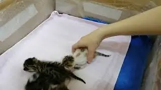 Котятам ровно 7 дней. Глаза открываются. #bengalcat