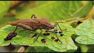Enjoy The Season Of Childbirth Insect Pentatomomorpha