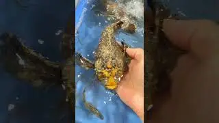 🔥🔥🔥Nature&rsquo;s ultimate camouflage. #shorts #shortsviral #shortsvideo#colorfulfish #seafish #fishing