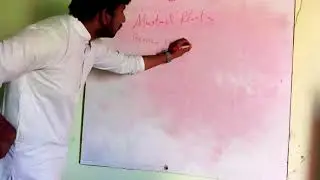 Cellular organization