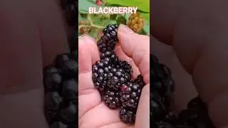 PICKING BLACKBERRY FRUIT