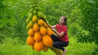Harvesting Ripe Wild Papayas Deep in the Forest | Linh Farm Life