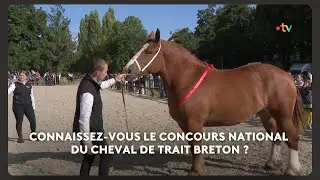 Le concours national du cheval de trait breton