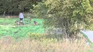 The APA Team vs old whitetail doe