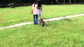 2014-11-05 Monkey attack in Angkor Wat :)