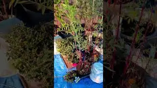 Winter Patio Garden Tour | Container Plants, Evergreens & Cozy Outdoor Space