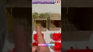 💎 DIAMANTE  MANDARIN COMO HACER LA JAULA Y EL NIDO 🪹PARA REPRODUCIRLO 🪹🇲🇽💯