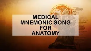 🎵 Costal Groove - Anatomy Mnemonic Song