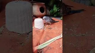 Cute budgie playing with chalk 😍 | Baby budgie funny moments | #shorts