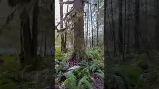 Hi miking in a Canadian rain forest #mountains #outdoors #adventure #canada #explore
