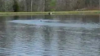Pro Boat Shockwave 26 BL First Run