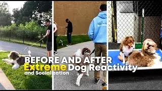 Before & After: EXTREME Dog Reactivity and Socialization.  HOW WE SOLVED IT!