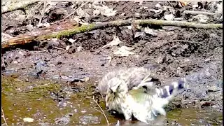 Whately Woods Is Wild: Water In the Woods