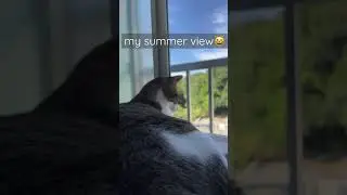 My summer view😺 #maxthecat #cats #猫 #catshorts #japanesecat