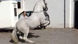 piaffe and levade