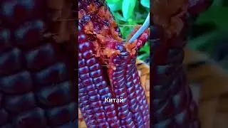 Чёрная кукуруза из Китая &mdash; сладкая и липкая на вкус!