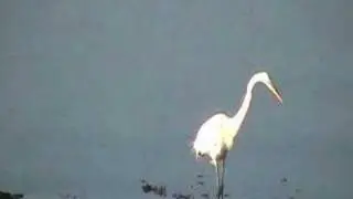 Incoming tide - Stately Great Egret
