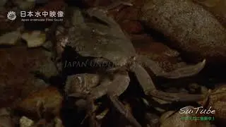 モクズガニが食事中！アユを食べる（4K） suitube7!