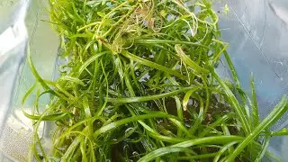Mantenimiento a un Miniestanque hecho con un bid&oacute;n de Agua