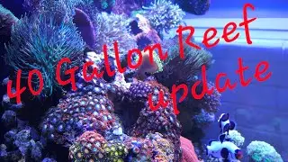 40 Gallon Saltwater Aquarium reef update