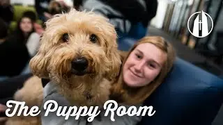 The Puppy Room 🐶 | George Fox University