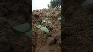 farming moog