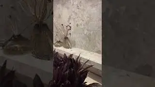 Lombarda Massima Portobello &mdash; A Pedra que Moldou Mil&atilde;o Agora na Sua Casa! | Revestimentos 2025