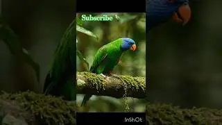 very 🦜 Beautiful 💐 Parrot 🦜 #Parrot #amazonparrot #shorts #BestVibes
